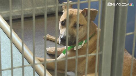 Maricopa animal shelter - At the forefront is Maricopa County Animal Care and Control's "Tails Around Town" program, which is already causing a stir in the local community with at least one …